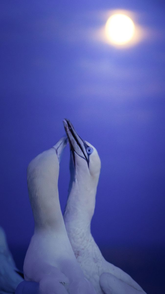 Basstölpel Mond 9:16